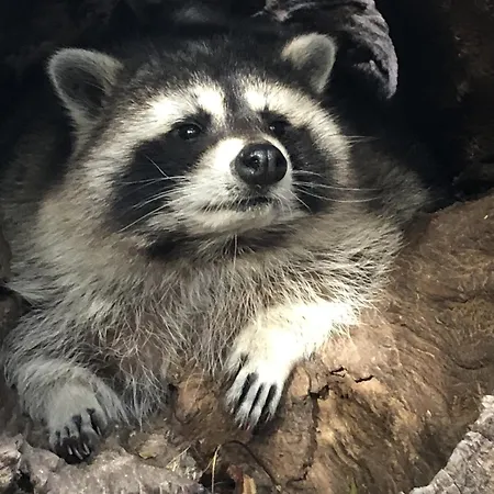 Safarilodge Am Baerwalder