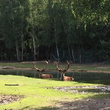 بيت للعطل Safarilodge Am Baerwalder Uhyst