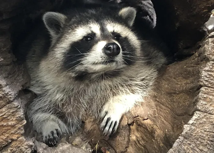 Safarilodge Am Baerwalder