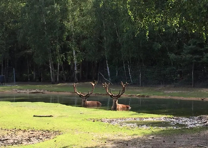 Holiday home Safarilodge Am Baerwalder Uhyst